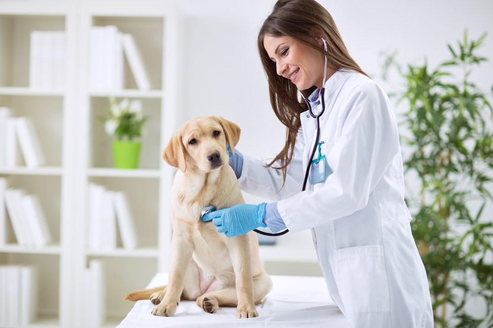 Appello dei Veterinari di tutta Europa: vaccinateci!