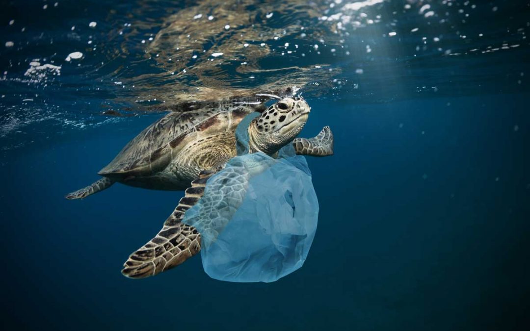 Salvaguardia del mare, Ancona eccellenza con l’UNIVPM