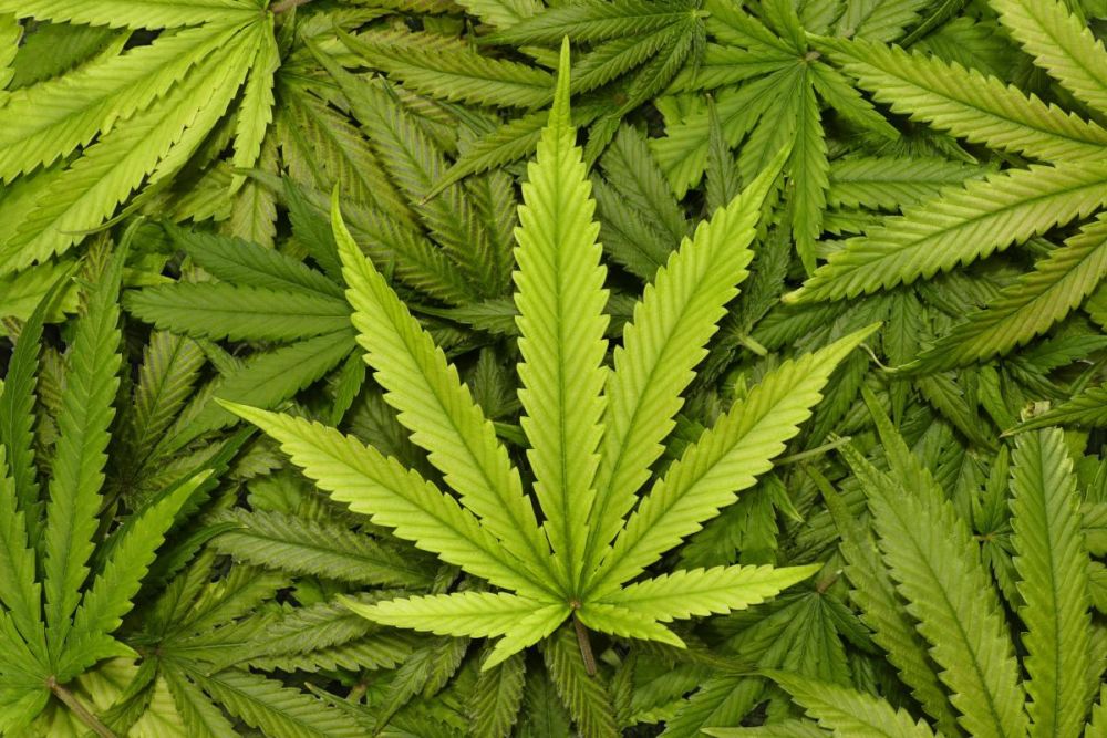 CANNABIS, non scherziamo. Verso il referendum per l’uso terapeutico