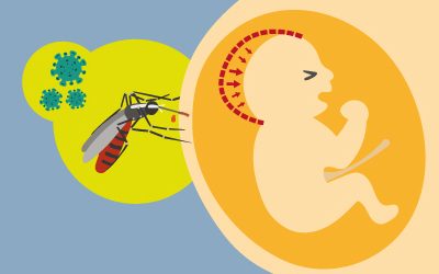 Identificato un nuovo meccanismo su come Zika danneggia il cervello dei nascituri
