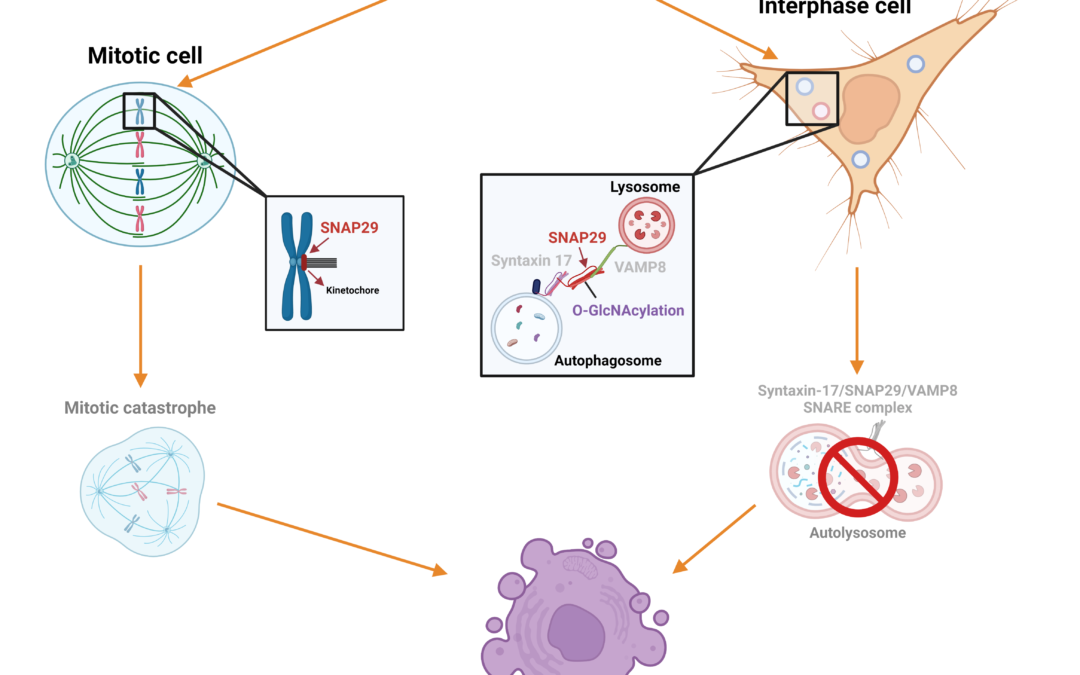 Identificata una nuova molecola per bloccare la crescita delle cellule tumorali