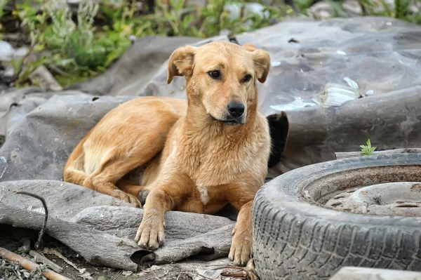 Anagrafe canina, sospesa la procedura di tracciabilità